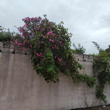 Le Clos Des Coquelicots Toulouse Kültér fotó