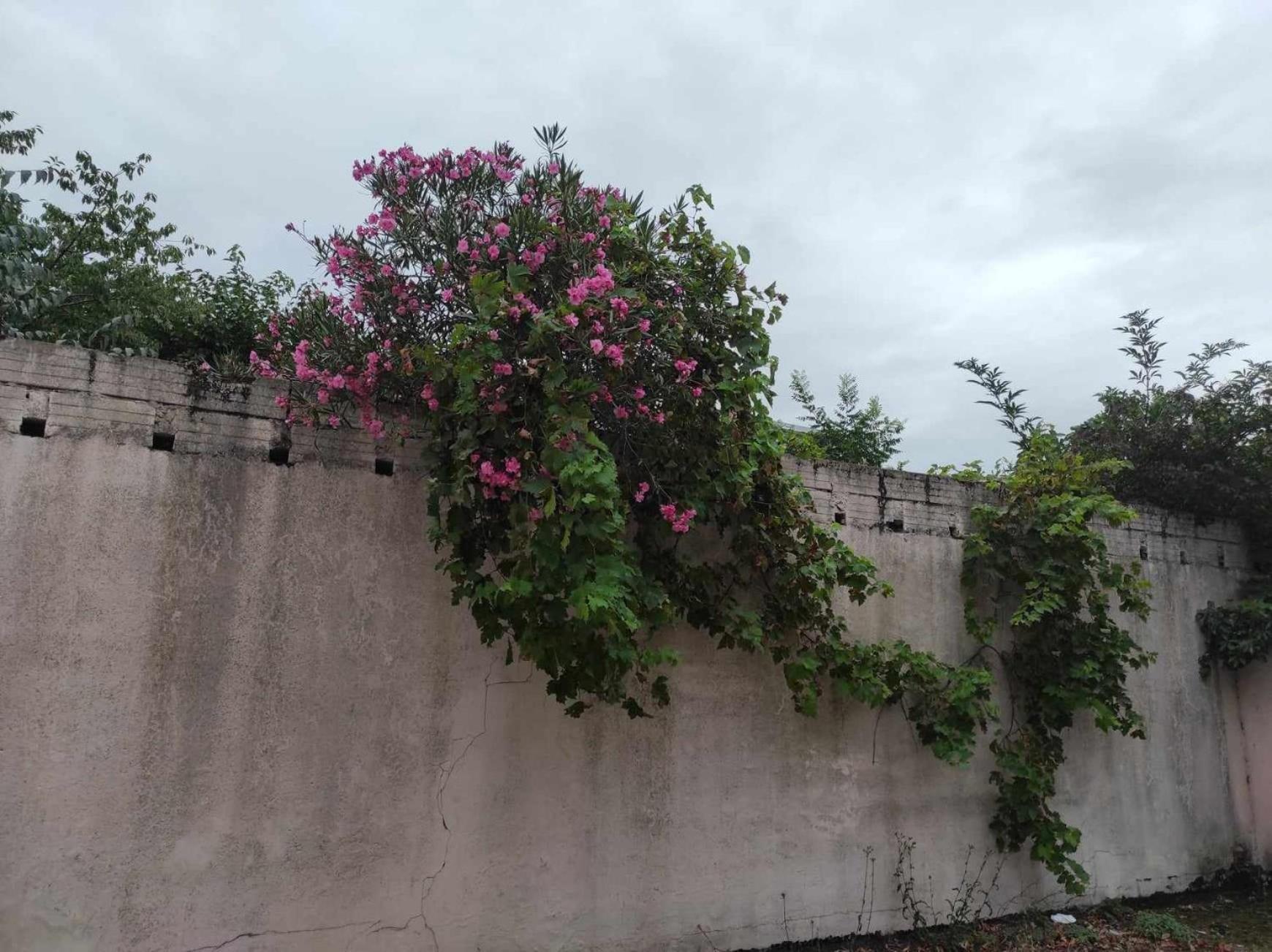 Le Clos Des Coquelicots Toulouse Kültér fotó